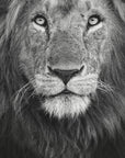 Royal portrait