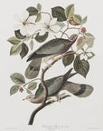 Brand Tailed Pigeon From Birds Of America (1827)