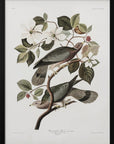 Brand Tailed Pigeon From Birds Of America (1827)
