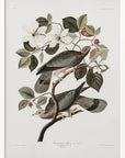 Brand Tailed Pigeon From Birds Of America (1827)