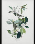 Warbling Flycatcher From Birds of America (1827)