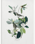 Warbling Flycatcher From Birds of America (1827)