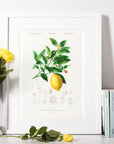 Citrus Limonium Poster Charles Dessalines dÉOrbigny
