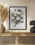 Brand Tailed Pigeon From Birds Of America (1827)