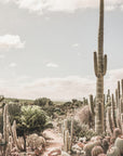 Cactus Farm