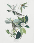 Warbling Flycatcher From Birds of America (1827)