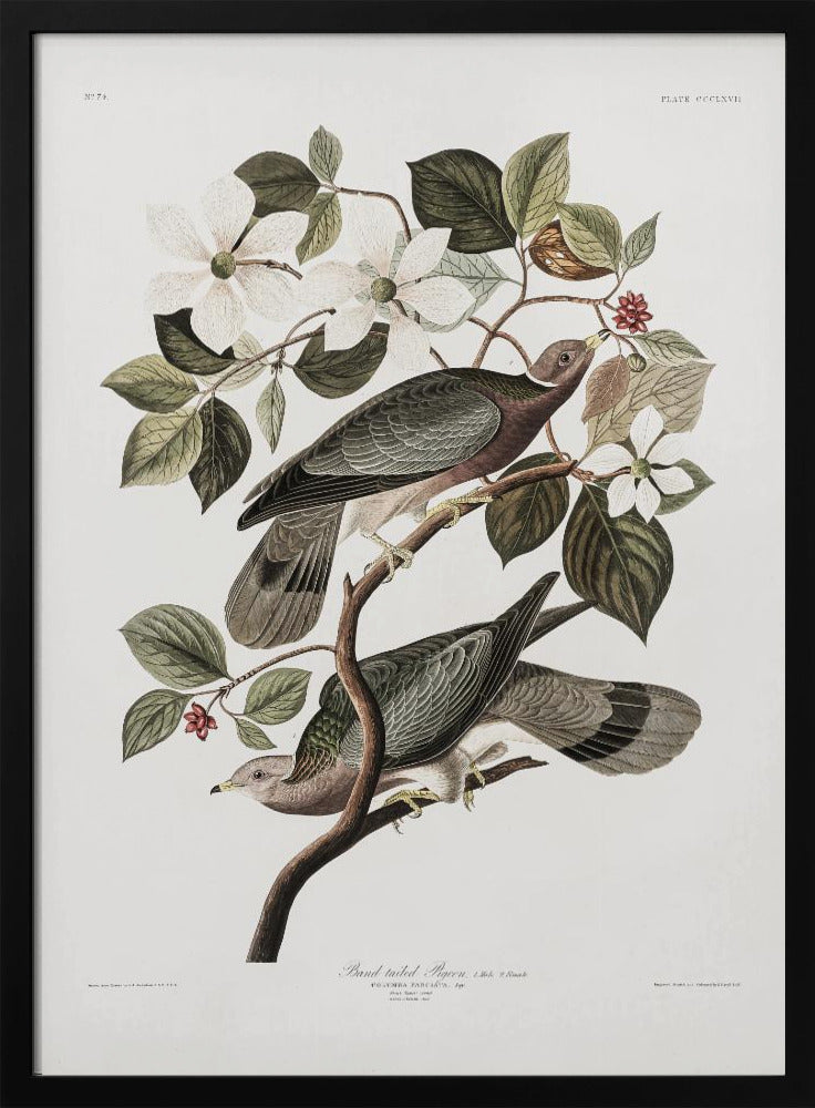 Brand Tailed Pigeon From Birds Of America (1827)