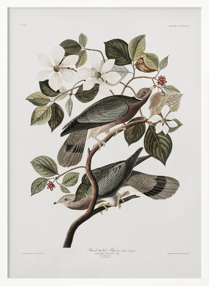 Brand Tailed Pigeon From Birds Of America (1827)