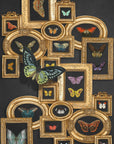 A Collection of Butterflies